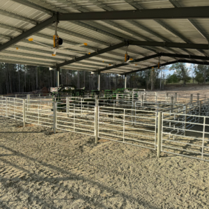 Cattle handling layout designed for farm safety