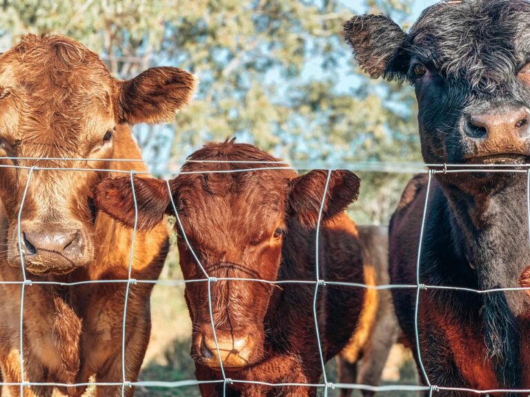 Close-up view of cows behind a wire fence on a sunny day, showcasing rural livestock.
